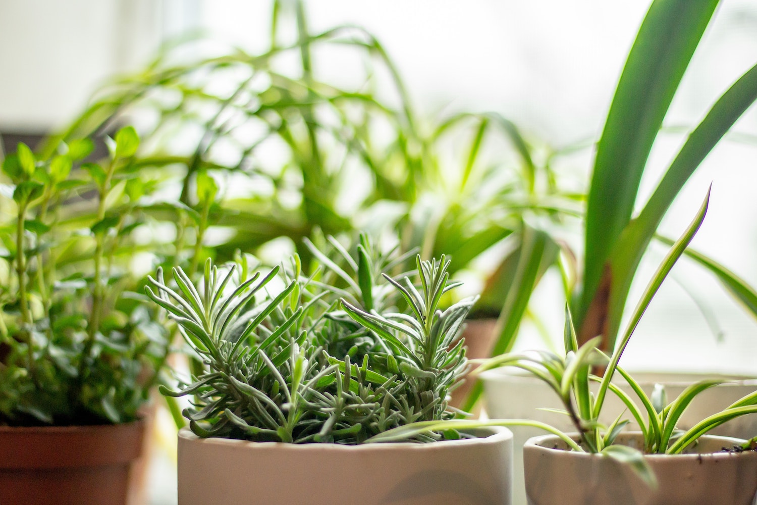 How to Grow an Herbal Tea Garden